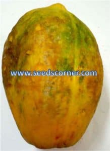 Carica papaya Seeds